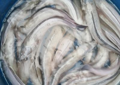 白烏魚(yú)