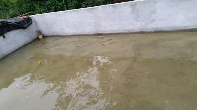 白烏魚(yú)苗