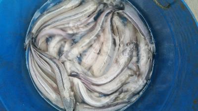 白烏魚(yú)魚(yú)苗