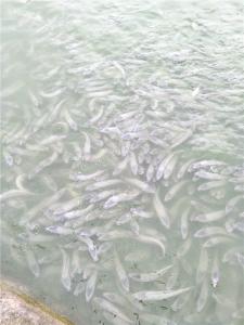 白烏魚(yú)魚(yú)苗