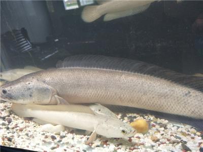 白烏魚(yú)