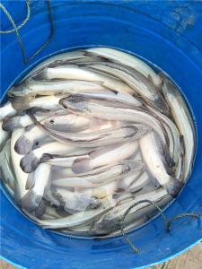 白烏魚(yú)魚(yú)苗