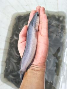 白烏魚(yú)魚(yú)苗