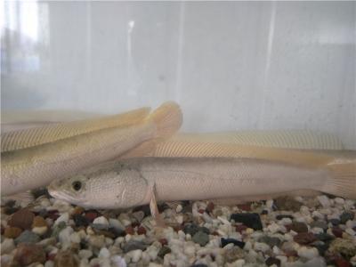 白烏魚(yú)